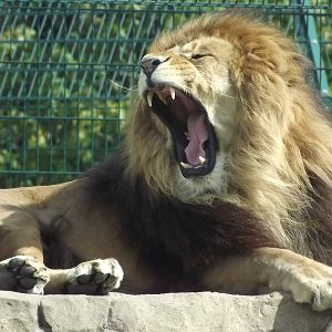 African Lion at Blackpool Zoo 28/07/12