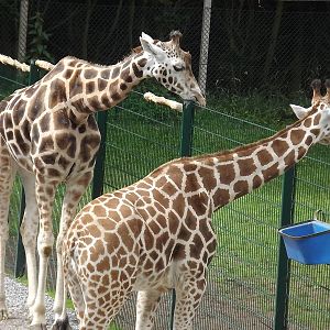 Giraffes at Blackpool Zoo 28/07/12