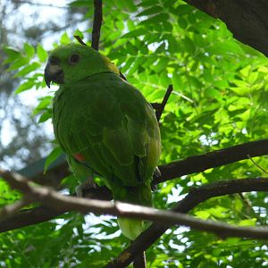 yellow naped parrot zoologico de irapuato