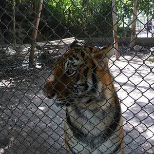 bengal tiger zoologico de irapuato