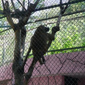 guinea baboon zoologico de irapuato