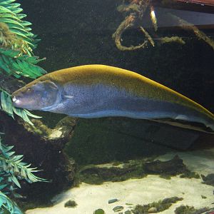 Bolton Museum Aquarium