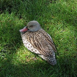 Cape Teal
