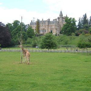 View of Giraffe and Zebra paddock