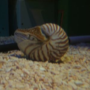 Nautilis