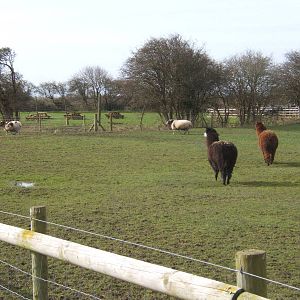 Animal Farm Adventure Park