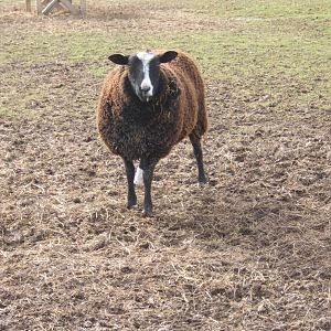 Animal Farm Adventure Park