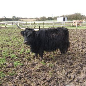 Animal Farm Adventure Park