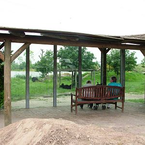 Bear and Fox Viewing at Dierenrijk, 31/05/12