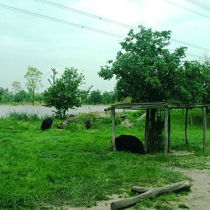 Bear and Fox Exhibit at Dierenrijk, 31/05/12