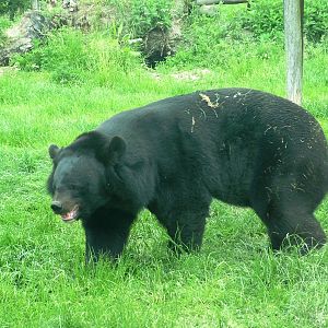 Asian Black Bear at Dierenrijk, 31/05/12