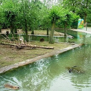 Coypu Exhibit at Dierenrijk, 31/05/12