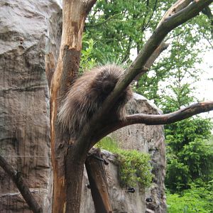 North American Tree Porcupine