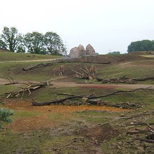 View of African Savannah from cafe