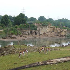View of African Savannah