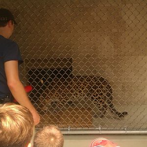 Amur Leopard Training enrichment