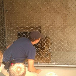 Amur Leopard Training enrichment