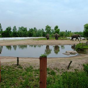 Asian Elephant Paddock at Dierenrijk, 31/05/12