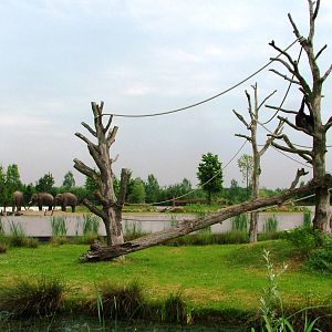 Gibbon Island at Dierenrijk, 31/05/12