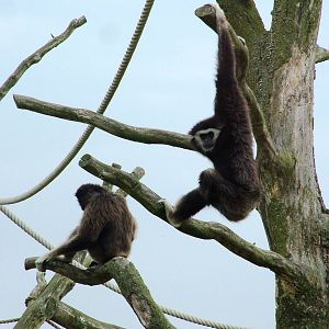 Lar Gibbons at Dierenrijk, 31/05/12