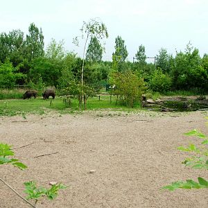 Wild Boar Exhibit at Dierenrijk, 31/05/12