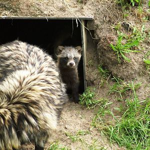 Raccoon Dog Pup at Dierenrijk, 31/05/12