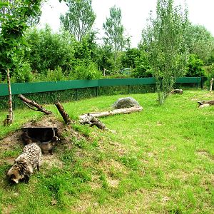 Raccoon Dog Exhibit at Dierenrijk, 31/05/12
