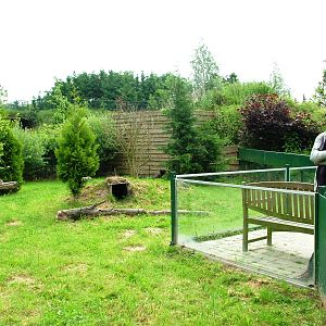 Raccoon Dog Exhibit at Dierenrijk, 31/05/12