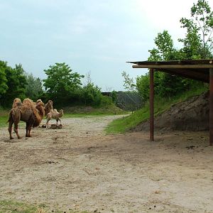Camel Paddock at Dierenrijk, 31/05/12