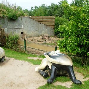 Badger Exhibit at Dierenrijk, 31/05/12