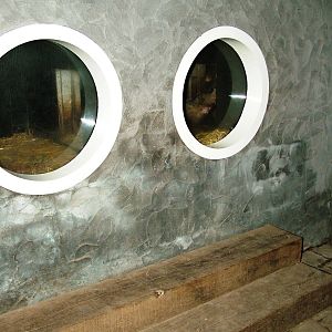 Badger Sett Viewing Dierenrijk, 31/05/12