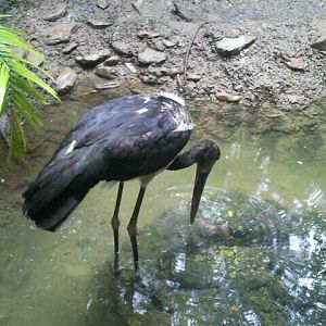 Jul. 2012-Saddle-billed Stork