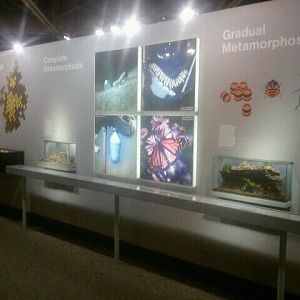 Jul. 2012-Egg to Adult section