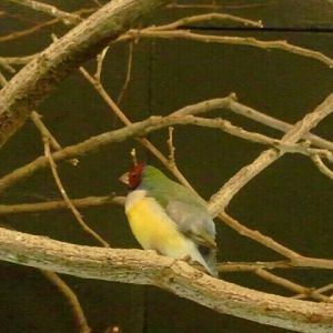 Jul. 2012-Gouldian Finch