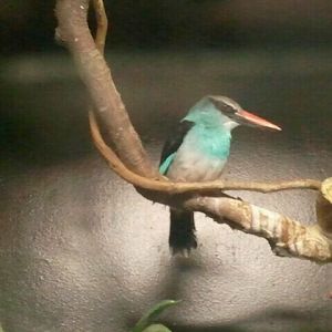 Jul. 2012-Blue-breasted Kingfisher