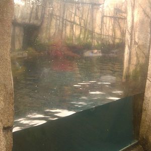 Northern Sea Otter exhibit
