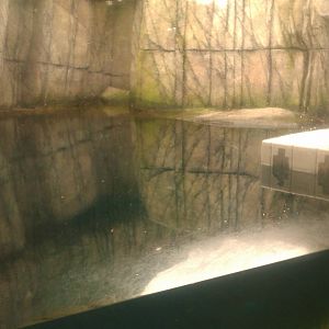 Northern Sea Otter exhibit