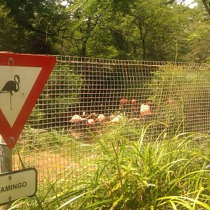 Flamingo Exhibit