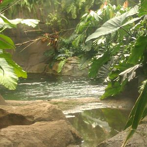 Amazon Section in PPG Aquarium