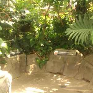 Kapok Tree,Cecropia,Papaya,Chorisia/Flossy Silk Tree,Bromeliads,Surinam pow