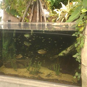Tetra,Flag Cichlid and South American Lungfish Exhibit