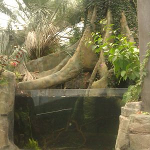 Cardinal Tetra,Red Discus,Black Ghost Knifefish and Twig Catfish Exhibit