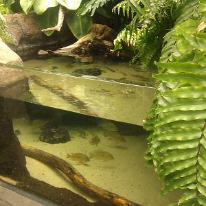 Pearl Stingray,Royal Panaque andBigtooth River Stingray Exhibit