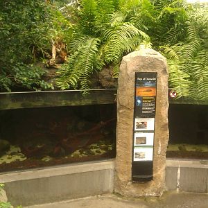 Pearl Stingray,Royal Panaque andBigtooth River Stingray Exhibit