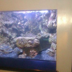 Dwarf Cuttlefish Exhibit