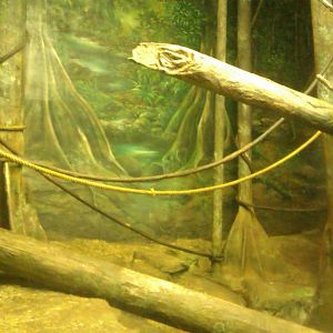 indoor Orangutan Exhibit