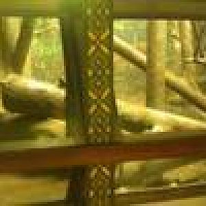 Gorilla Indoor Exhibit