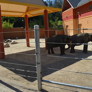 Tina and Jewels - Elephants of Thailand Yard