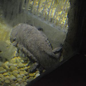 Chinese Giant Salamander