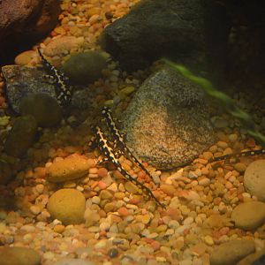 Iranian Harlequin Newts
